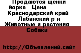 Продаются щенки йорка › Цена ­ 10 000 - Краснодарский край, Лабинский р-н Животные и растения » Собаки   